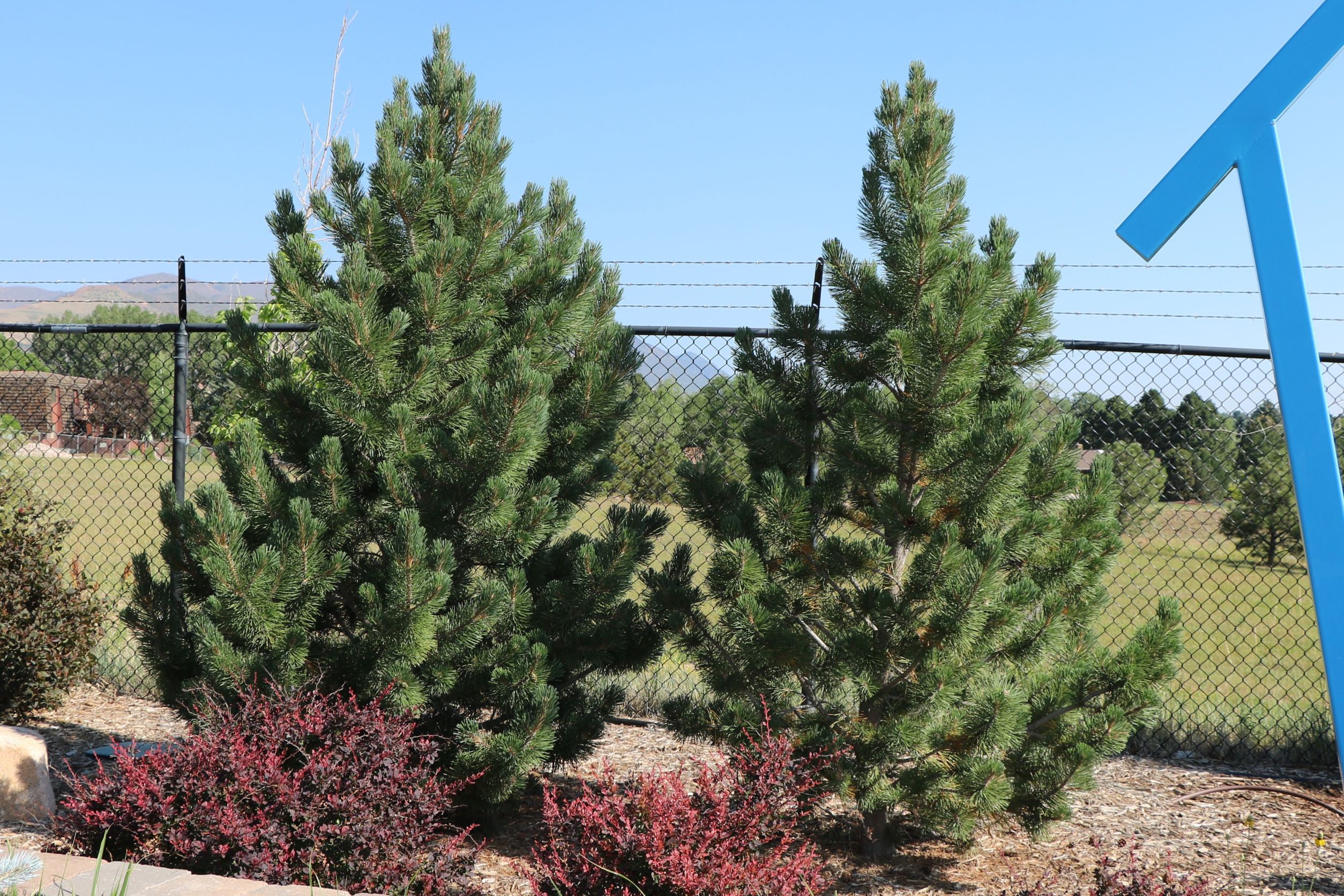 Tannenbaum Mugo Pine